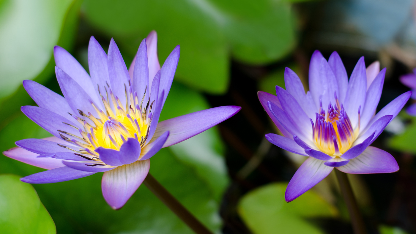 Blue-Lotus-(Nymphaea-Caerulea)