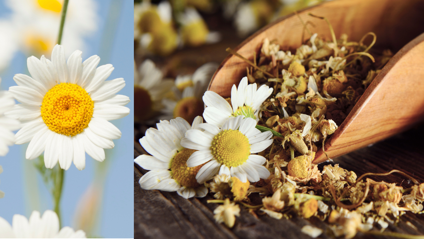 Chamomile-(Matricaria)