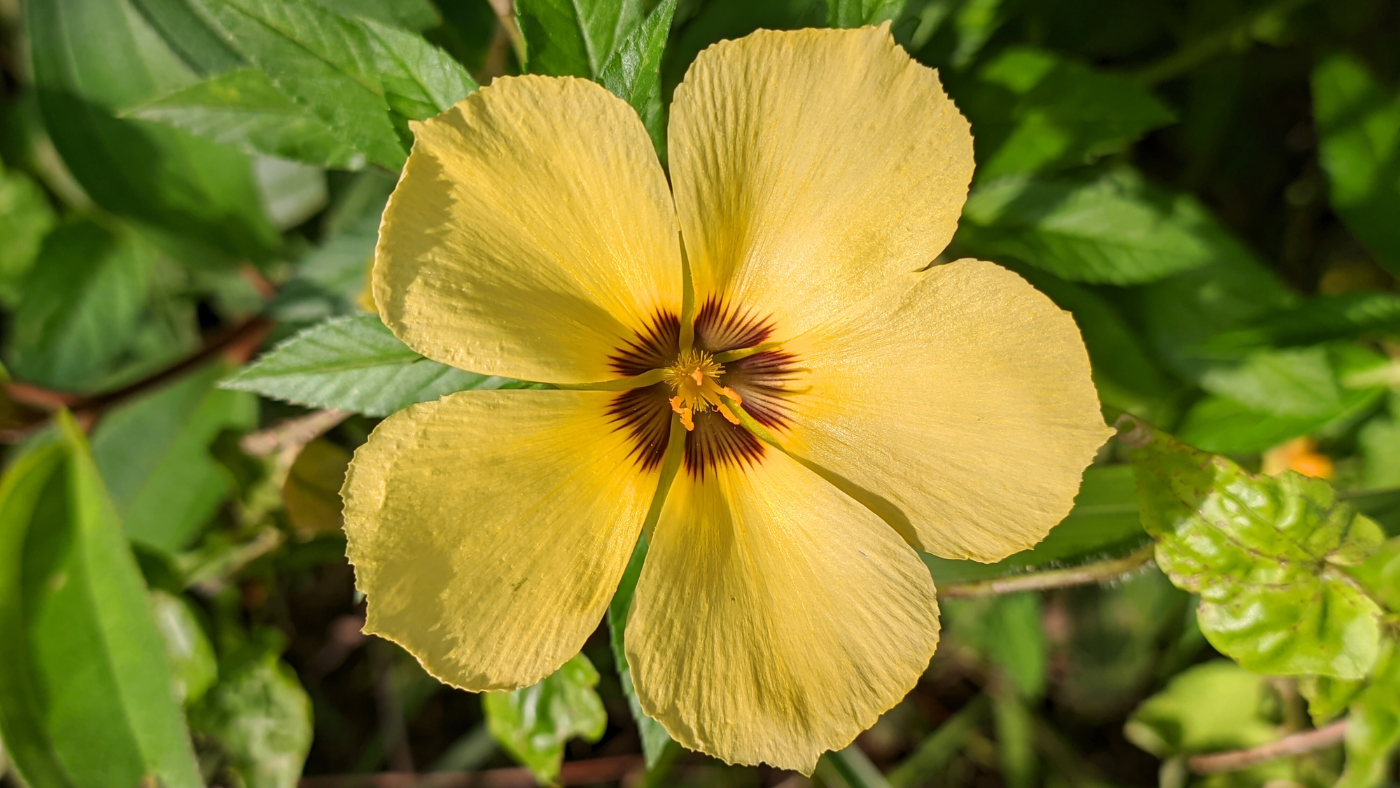 Damiana-(Turnera-Diffusa)