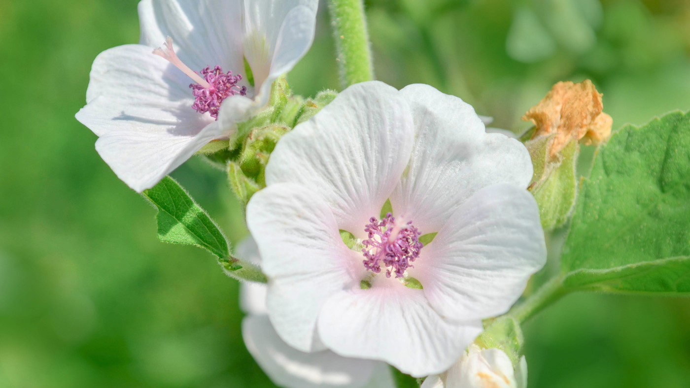 Marshmallow-Root-Althaea-Officinalis