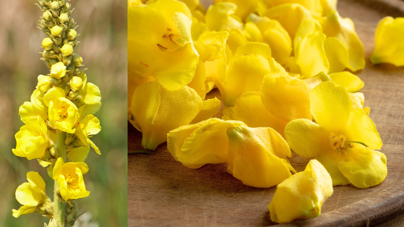 Mullein-herb-plant