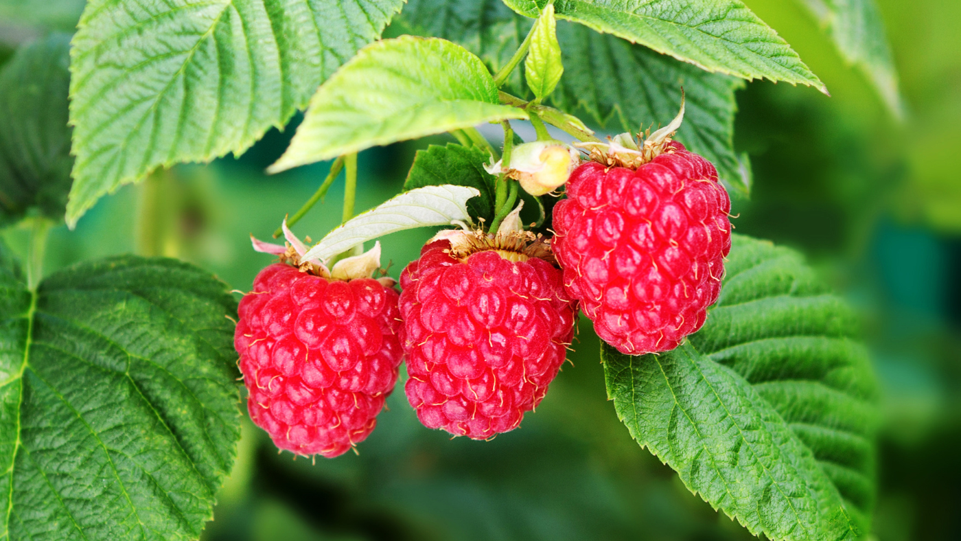 Raspberry-Leaf--Rubus-Idaeus