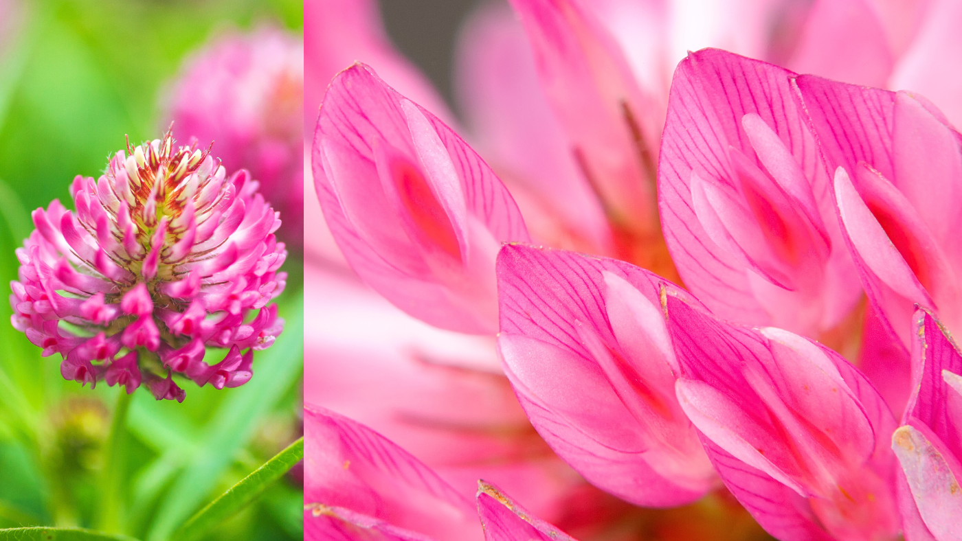 Red-Clover-Flowers-Trifolium-pratense