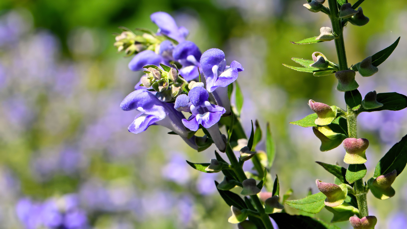 Skullcap-Scutellaria-Lateriflora